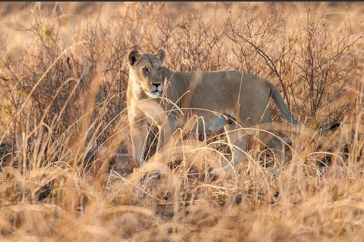 Mikumi Day Safari from Zanzibar: One-Day Game Drive to See Elephants, Lions & Giraffes photo 5