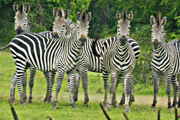 7-Day Zanzibar Holiday: Stone Town, Jozani & Mikumi Safari photo 2