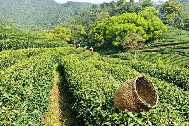 Hands-On Longjing Tea Day Tour in Hangzhou: Tea Picking, Pan-Roasting & West Lake photo 4