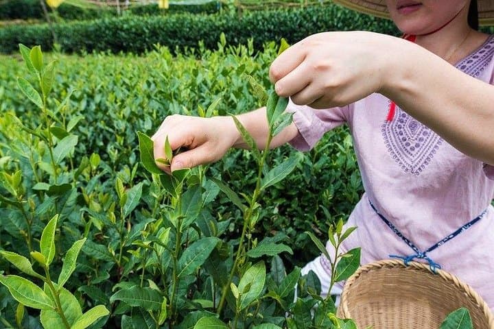 Hands-On Longjing Tea Day Tour in Hangzhou: Tea Picking, Pan-Roasting & West Lake photo 2
