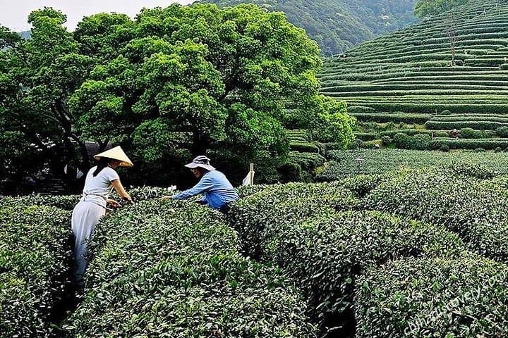 Hands-On Longjing Tea Day Tour in Hangzhou: Tea Picking, Pan-Roasting & West Lake photo 1