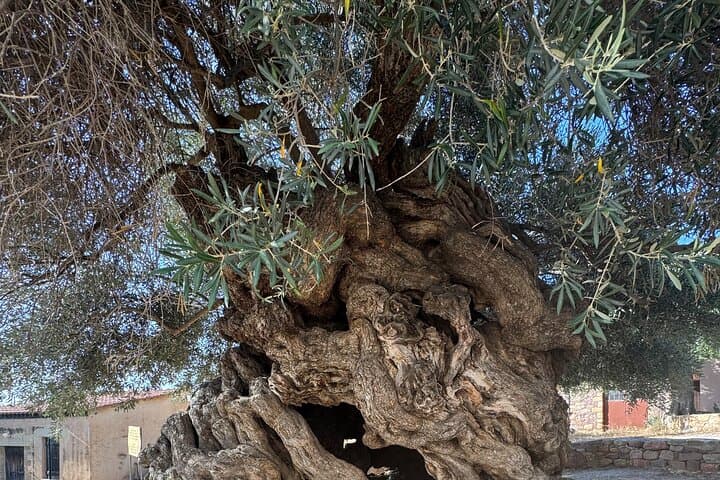 Falassarna Beach and Wine Tasting Tour — Private Day Trip from Chania photo 6
