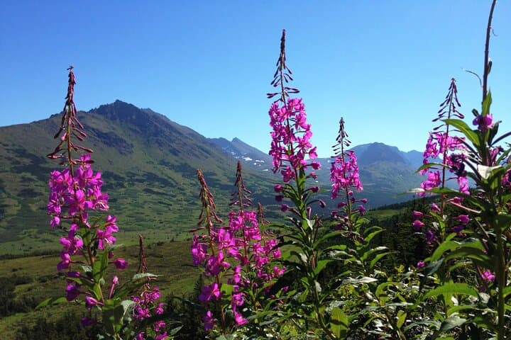 Anchorage to Seward Direct Transfer: Scenic Seward Highway Shuttle photo 3
