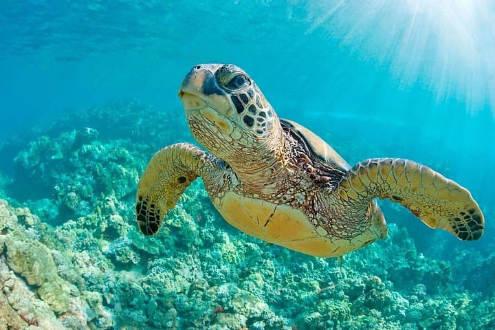 Piura to Máncora Day Trip: Swim with Sea Turtles off Peru’s North Coast