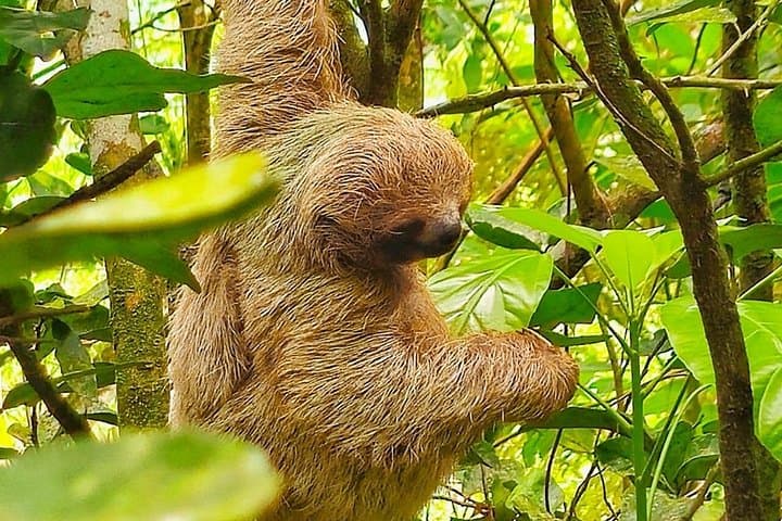 Llanos del Cortés: Waterfall Swim, Coffee & Chocolate Tour with Wildlife photo 1