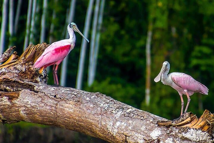 3-Day Manu National Park Amazon Adventure from Cusco photo 4