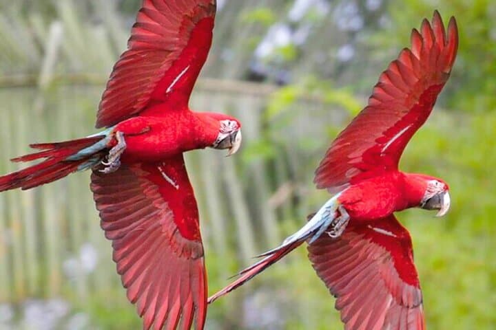 3-Day Manu National Park Amazon Adventure from Cusco photo 5