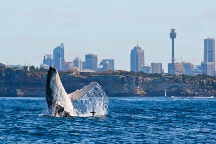 Sydney Harbour Whale Watching Cruise: 2.5-Hour Catamaran Safari from Darling Harbour photo 1