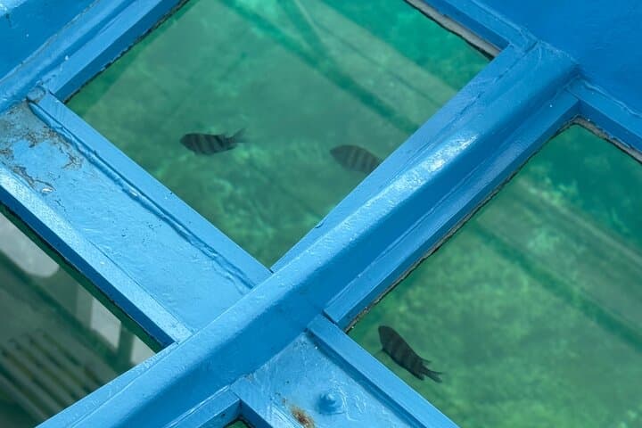 Glass-bottom Boat & Snorkeling in Montego Bay: Explore Coral Reefs and Sea Life photo 5
