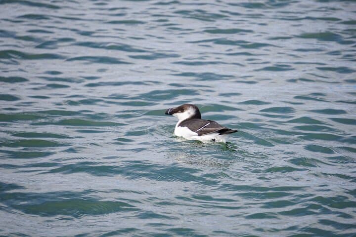 Wrightsville BirdWatching Cruise — Masonboro Island Shorebird Safari photo 1