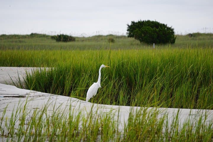 Wrightsville BirdWatching Cruise — Masonboro Island Shorebird Safari photo 2
