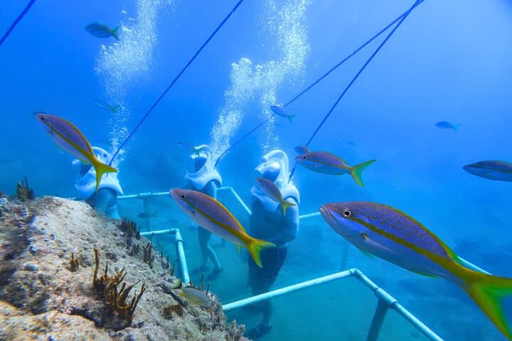 SeaTrek Underwater Walking Tour St Maarten - Helmet Dive in Philipsburg photo 5
