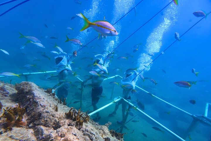 SeaTrek Underwater Walking Tour St Maarten - Helmet Dive in Philipsburg photo 2