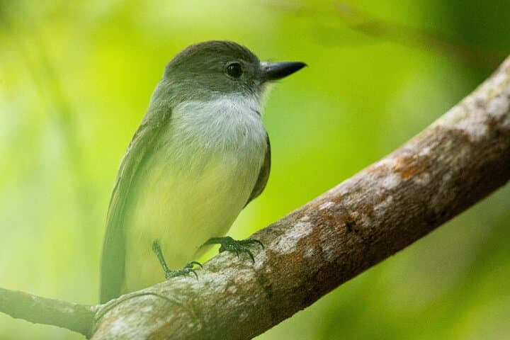 Guided Birdwatching at Castries Waterworks Forest Reserve, St Lucia photo 3