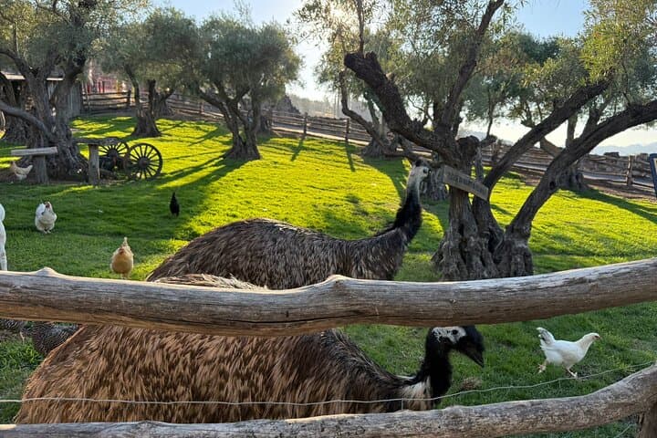 Private Luxury Car Tour from Hotel Kabuki: San Francisco & Napa Highlights photo 2