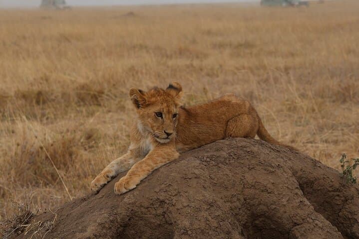 4-Day Private Camping Safari: Tarangire, Serengeti & Ngorongoro photo 4