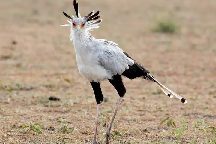 4-Day Private Camping Safari: Tarangire, Serengeti & Ngorongoro photo 3