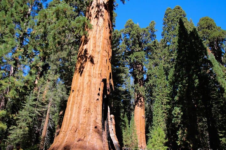 Private Day Tour from San Francisco to Yosemite — Customize a Yosemite Valley Adventure photo 6
