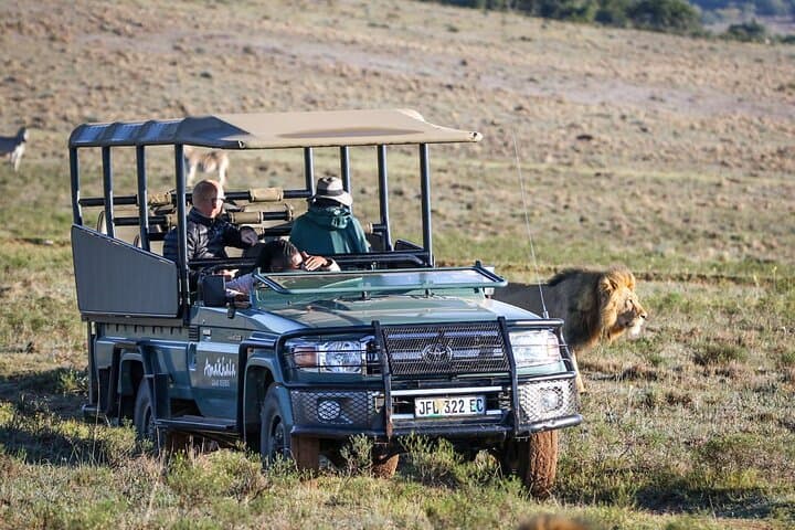 Half-Day Big Five Safari at Amakhala Game Reserve from Gqeberha photo 6