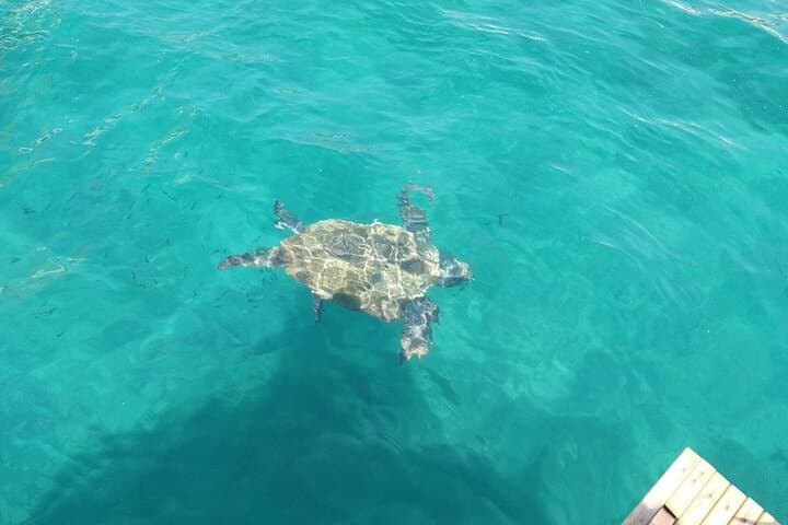 Snorkel with Sea Turtles & Düden Waterfall Boat Trip from Antalya photo 4