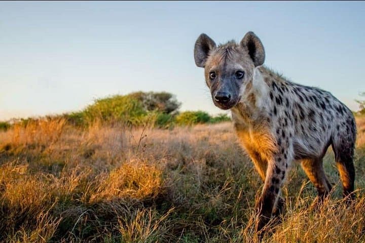 6-Day Private Arusha Safari: Tarangire, Serengeti & Ngorongoro Crater photo 4