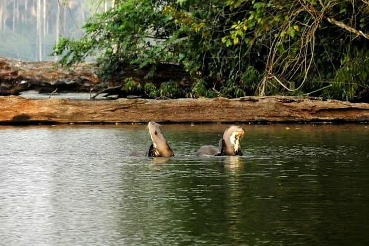 Sandoval Lake Full-Day Amazon Wildlife & Boat Tour from Puerto Maldonado photo 2
