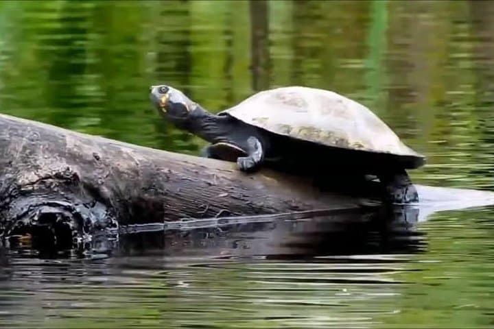 Sandoval Lake Full-Day Amazon Wildlife & Boat Tour from Puerto Maldonado photo 4