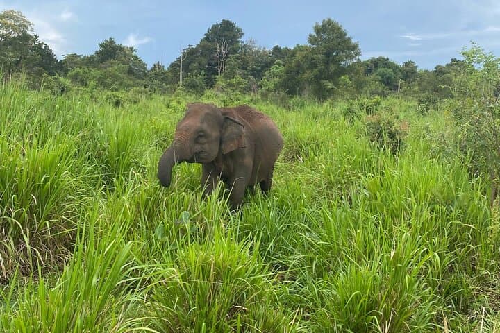 Private Minneriya Elephant Safari from Colombo, Kandy or Sigiriya — Minneriya National Park Wildlife Tour photo 3