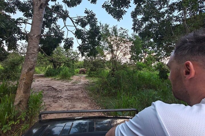 Private Minneriya Elephant Safari from Colombo, Kandy or Sigiriya — Minneriya National Park Wildlife Tour photo 4