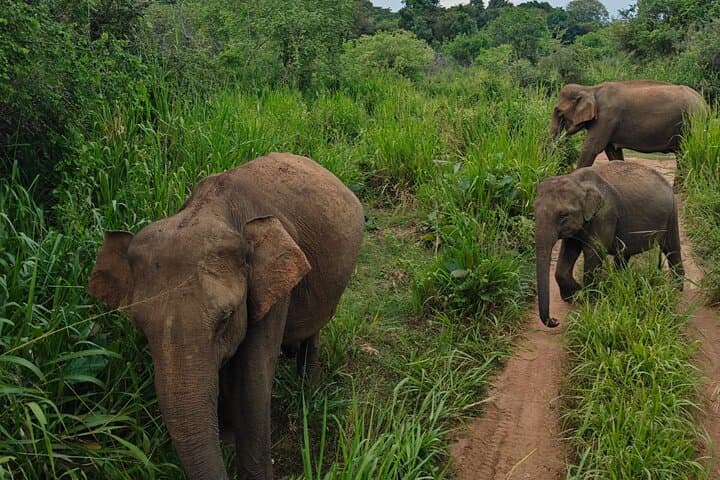 Private Minneriya Elephant Safari from Colombo, Kandy or Sigiriya — Minneriya National Park Wildlife Tour photo 5