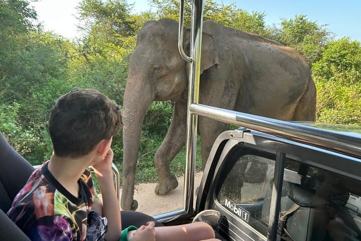 Private Minneriya Elephant Safari from Colombo, Kandy or Sigiriya — Minneriya National Park Wildlife Tour photo 6