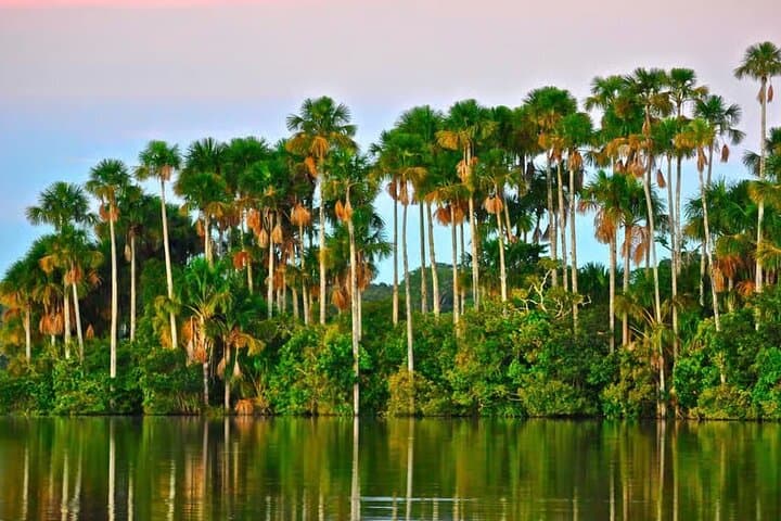 Peruvian Amazon: Tambopata 3-Day Wildlife & Canopy Adventure photo 2