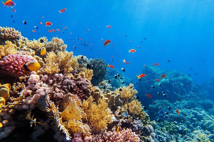 Exploring Contoy Island: A Day Tour from Cancun and Playa del Carmen photo 2