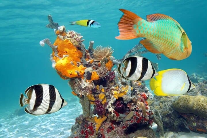 Isla Contoy & Isla Mujeres Catamaran: Full-Day Snorkel at Ixlache Reef