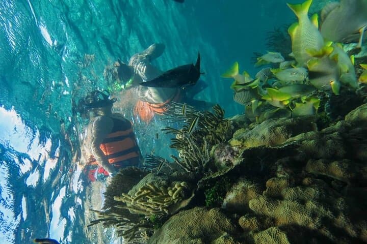 Contoy Island Reserve & Isla Mujeres Day Trip: Snorkel Ixlache Reef and Beach Time photo 6