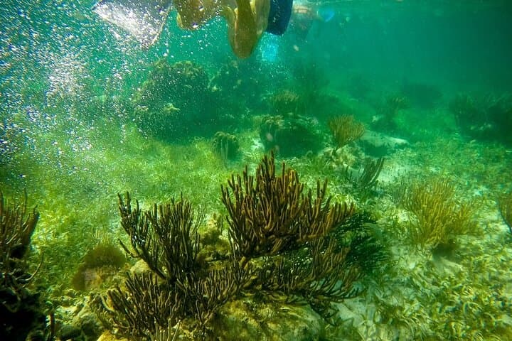 Isla Contoy & Isla Mujeres Catamaran: Full-Day Snorkel at Ixlache Reef photo 5