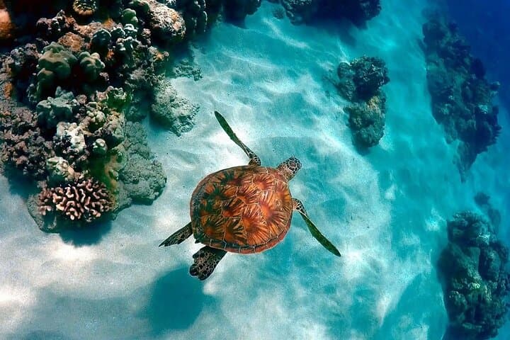Exploring Contoy Island: A Day Tour from Cancun and Playa del Carmen photo 5