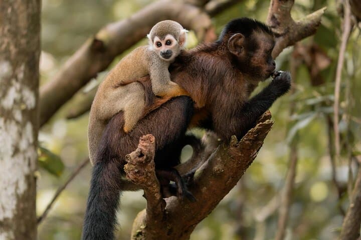 Amazon Jungle Day Tour from Iquitos: All-Inclusive Wildlife & River Cruise photo 2