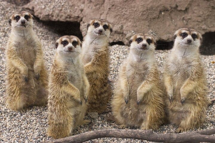 Sacramento Zoo General Admission: Plan Your Visit to See Giraffes & Flamingos photo 1