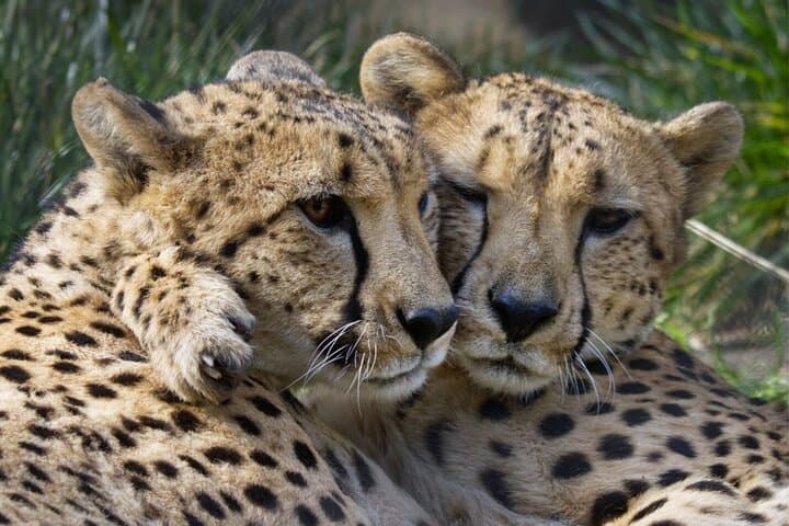 Sacramento Zoo General Admission: Plan Your Visit to See Giraffes & Flamingos photo 3