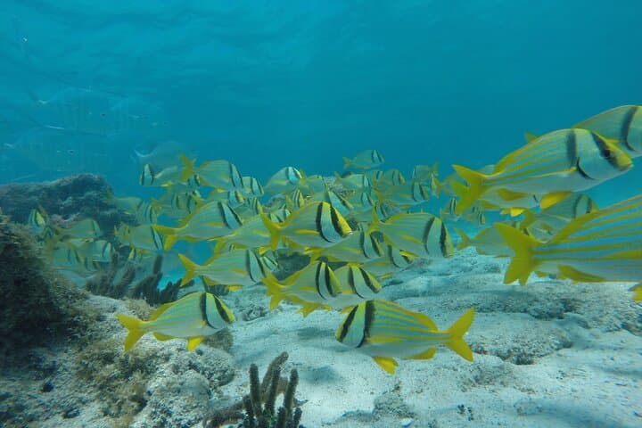 Contoy Island Day Trip from Cancun & Playa del Carmen: Snorkel, Birds, and Protected Beaches