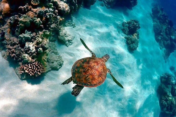 Magic Tour to Isla Contoy from Cancun — Snorkel, Beaches & Isla Mujeres Day Trip