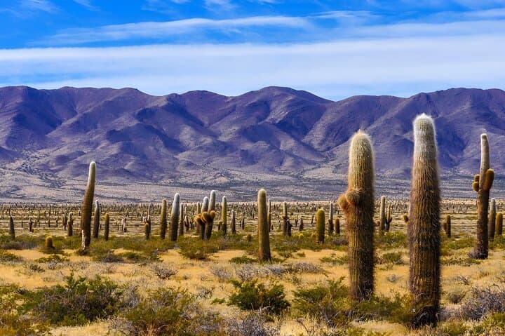 Flavors of Altura: Two-Day Cachi and Hornocal Tour from Salta photo 3