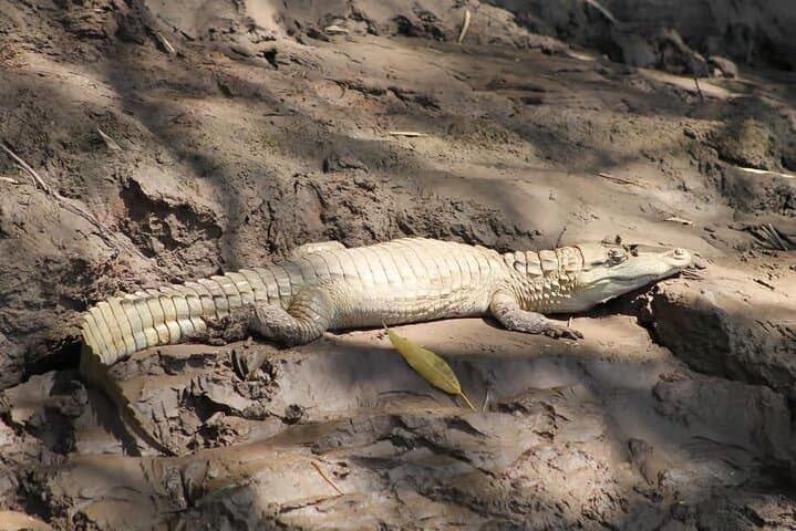 Peruvian Amazon: Tambopata 3-Day Wildlife & Canopy Adventure