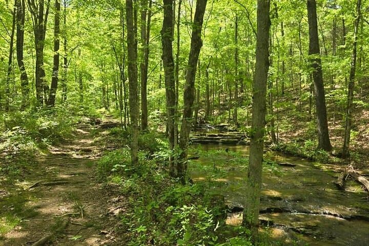 Forest Bathing Hike and Deck Yoga at Beaman Park, Nashville photo 4