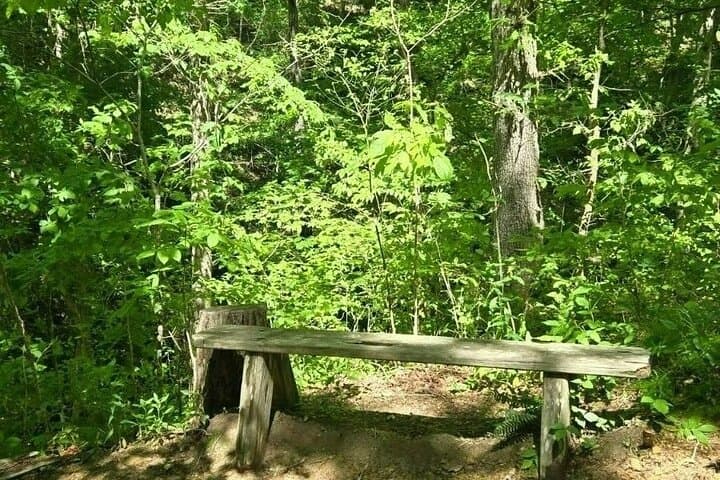 Forest Bathing Hike and Deck Yoga at Beaman Park, Nashville photo 2