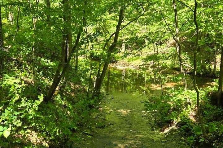 Forest Bathing Hike and Deck Yoga at Beaman Park, Nashville photo 3