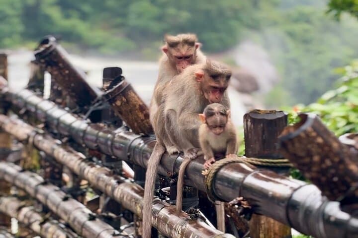 Kerala in Four Days: Athirappilly Falls, Munnar Tea Hills & Alleppey Houseboat photo 6