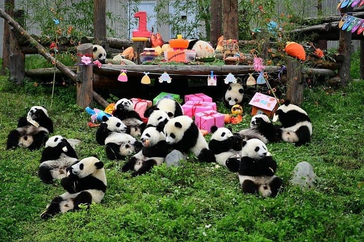 5-Day Jiuzhaigou & Chengdu Adventure — Pandas, Huanglong Pools & Sichuan Hotpot photo 1