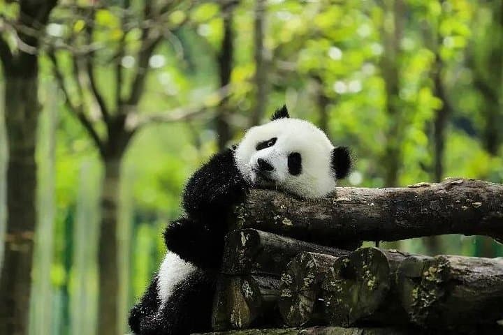 5-Day Jiuzhaigou & Chengdu Adventure — Pandas, Huanglong Pools & Sichuan Hotpot photo 3